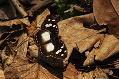 Aterica galene theophane