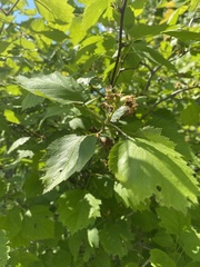 Crataegus succulenta