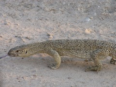 Varanus albigularis