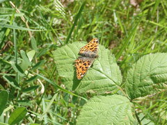 Araschnia levana