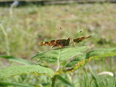 Araschnia levana