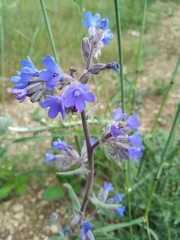 Anchusa leptophylla