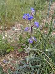 Anchusa leptophylla