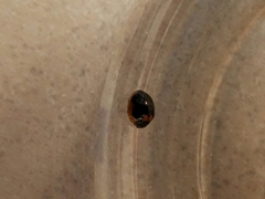 Exochomus marginipennis