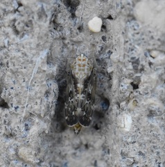Errastunus ocellaris