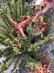 Erica monadelphia