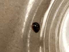 Exochomus marginipennis