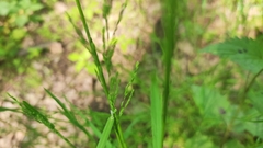 Poa nemoralis
