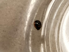 Exochomus marginipennis