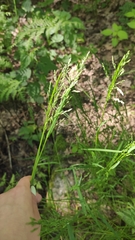 Poa nemoralis