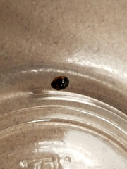 Exochomus marginipennis