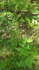 Poa nemoralis