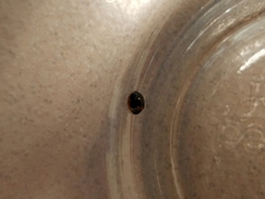 Exochomus marginipennis