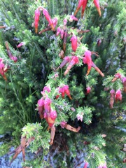 Erica monadelphia