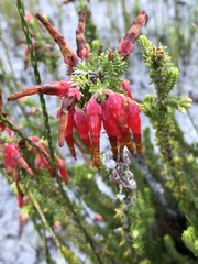 Erica monadelphia