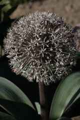 Allium karataviense