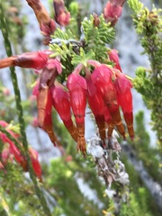 Erica monadelphia