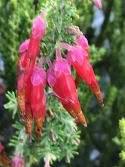 Erica monadelphia