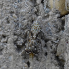 Errastunus ocellaris