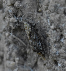 Errastunus ocellaris