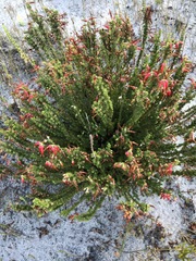 Erica monadelphia