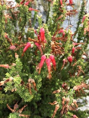 Erica monadelphia