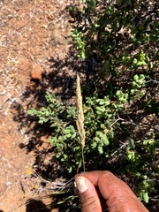 Calamagrostis ophitidis