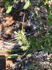 Calamagrostis ophitidis