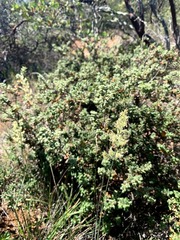 Calamagrostis ophitidis