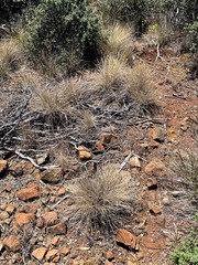 Calamagrostis ophitidis