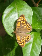 Pararge aegeria