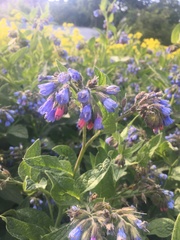 Symphytum caucasicum