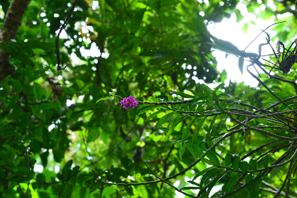 Dendrobium goldschmidtianum Kraenzl. 3
