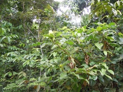 Costus villosissimus