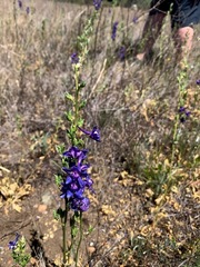 Delphinium uliginosum