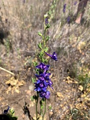 Delphinium uliginosum