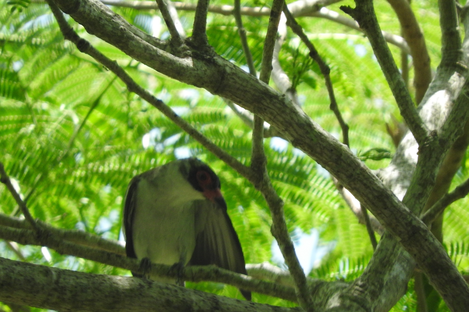 Masked Tityra (Tityra semifasciata)