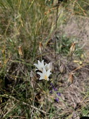 Triteleia