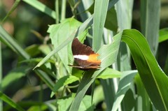 Palla