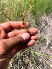 Carex serratodens