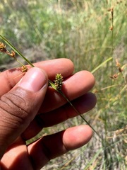 Carex serratodens