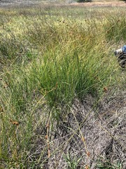Carex serratodens