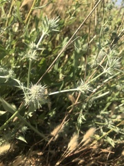 Eryngium aristulatum