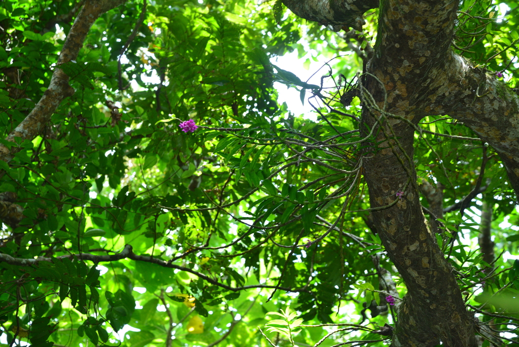 Dendrobium goldschmidtianum Kraenzl. 4