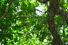 Dendrobium goldschmidtianum