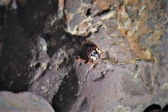 Anatis labiculata
