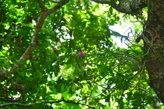 Dendrobium goldschmidtianum