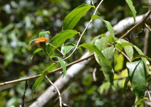 Pseudogynoxys chenopodioides