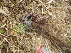 Melanargia titea