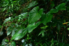 Homalomena philippinensis